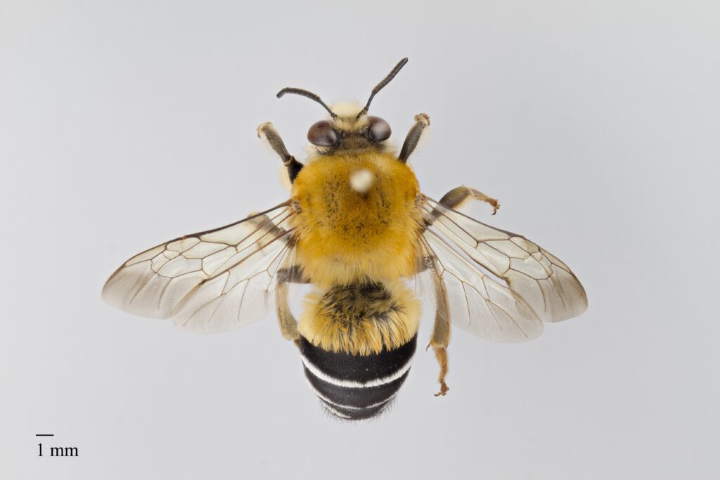 Close-up photograph of a pinned leaf-cutter bee specimen from the University of Arizona Insect Collection
