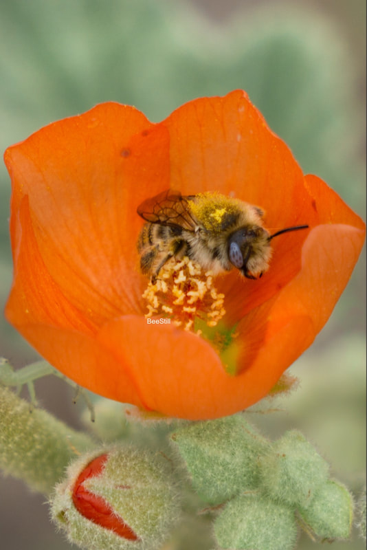 Native bee photographed by Joan Fox