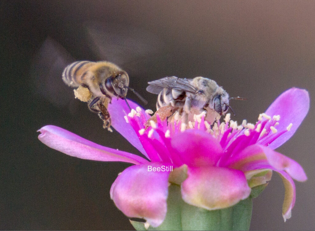 Native bee photographed by Joan Fox