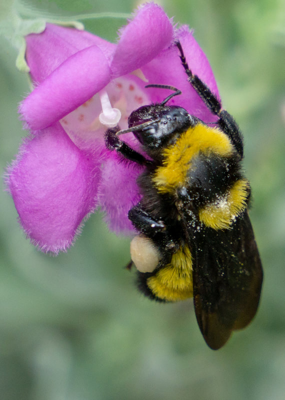 Native bee photographed by Joan Fox