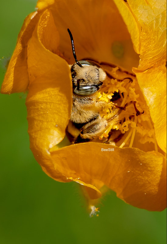 Native bee photographed by Joan Fox