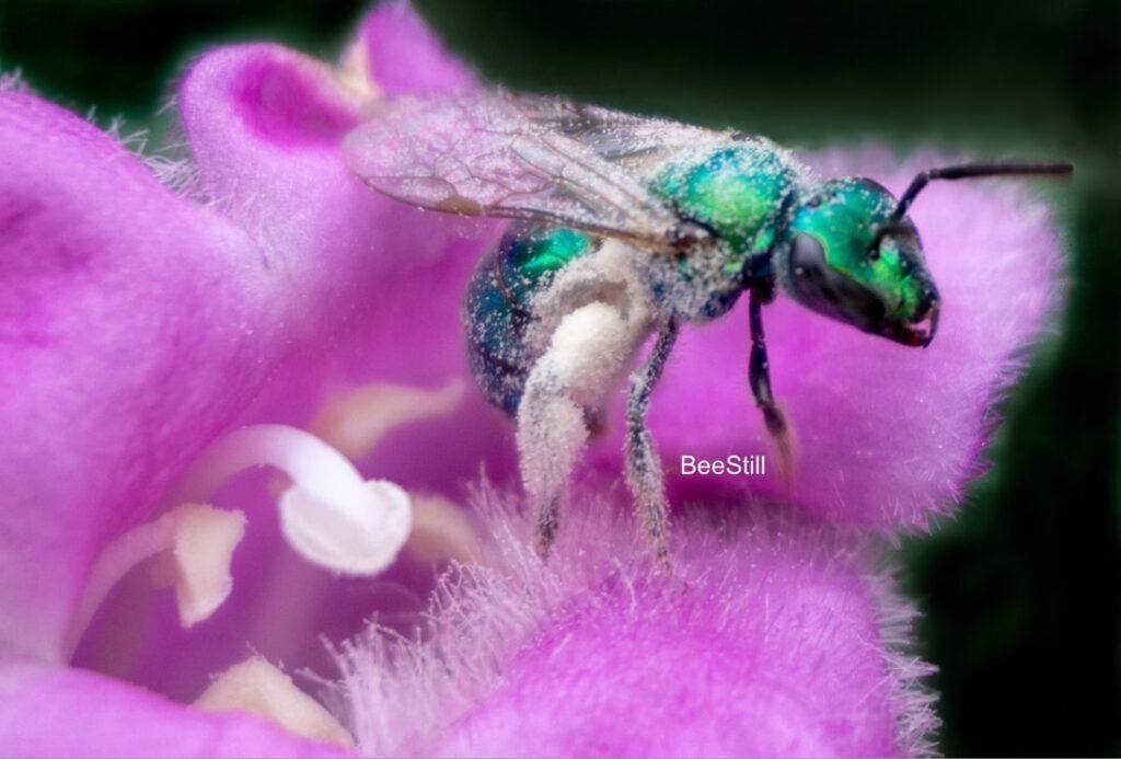 Native bee photographed by Joan Fox