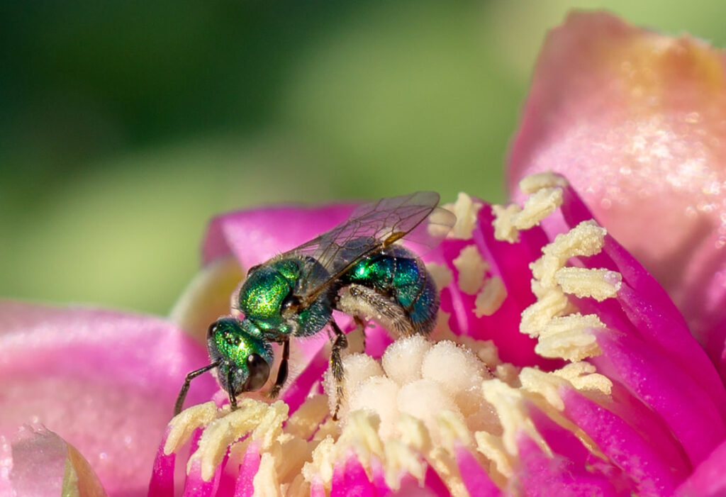 Native bee photographed by Joan Fox