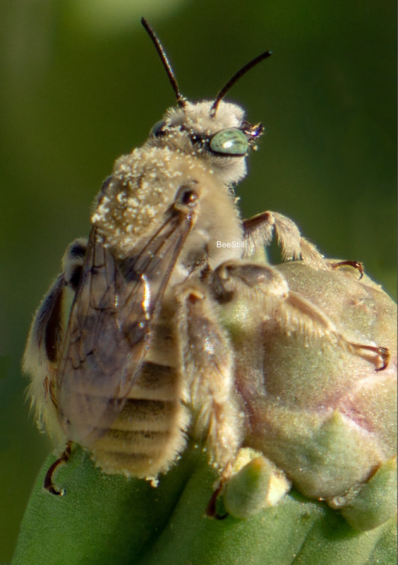 Native bee photographed by Joan Fox