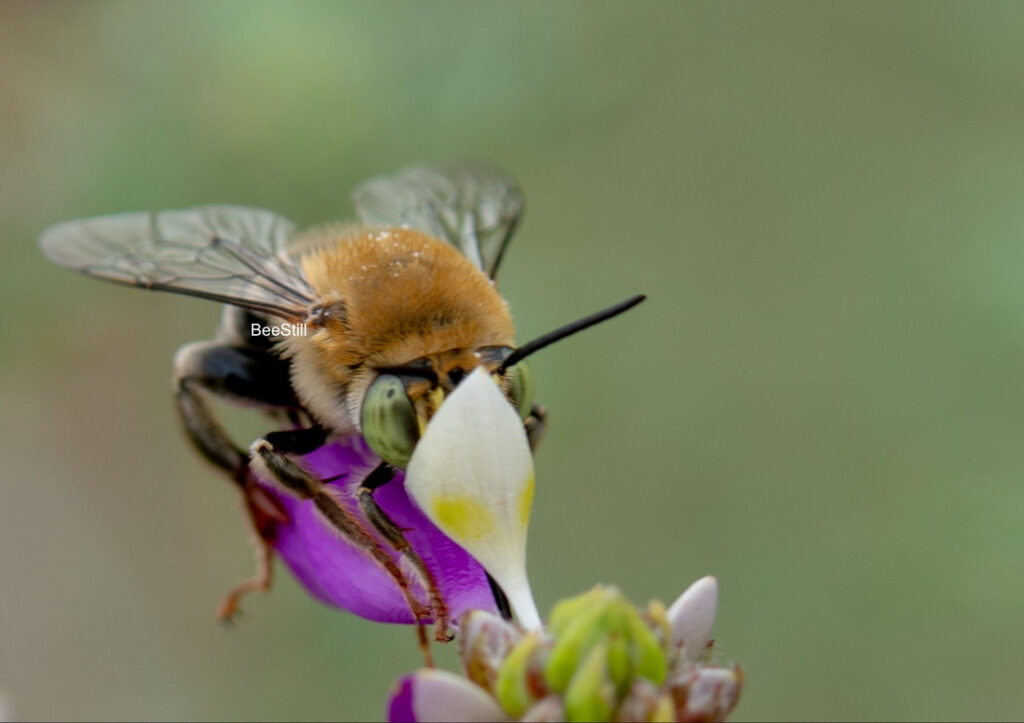 Native bee photographed by Joan Fox