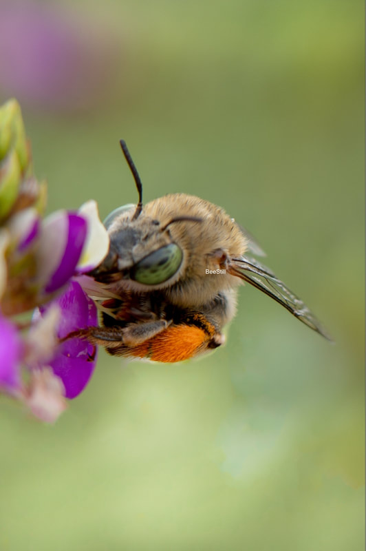 Native bee photographed by Joan Fox