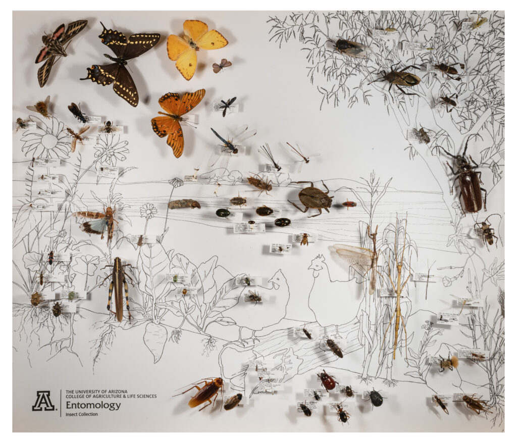 Insect display made by University of Arizona entomology students showing species collected at Las Milpitas