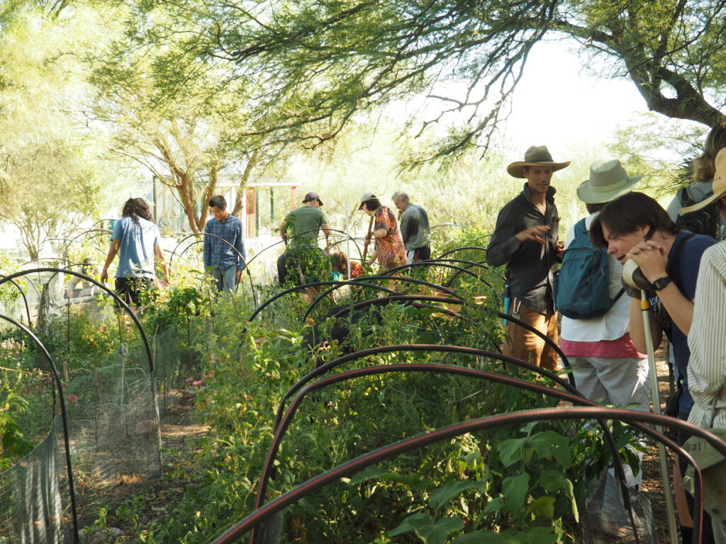 Native desert plants growing between garden plots