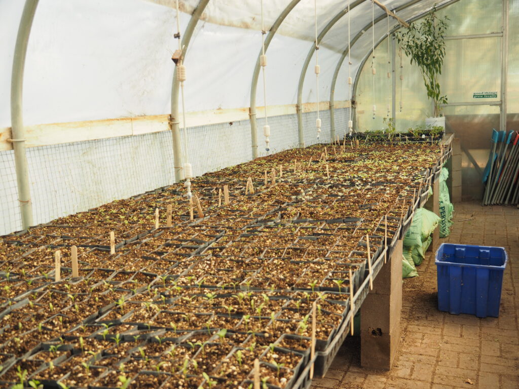 Collecting insects among flowering plants at the farm