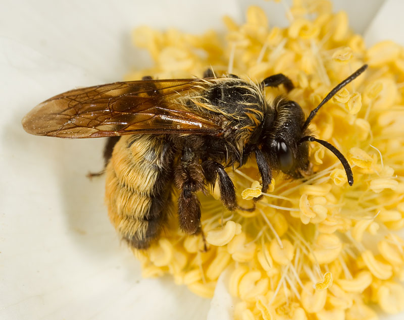 UAIC1135092_19051543CopyrightCharlesWMelton