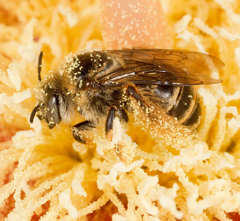 UAIC1135094_19050831CopyrightCharlesWMelton