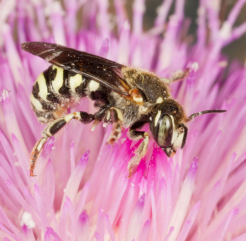 UAIC1135095_19052475CopyrightCharlesWMelton