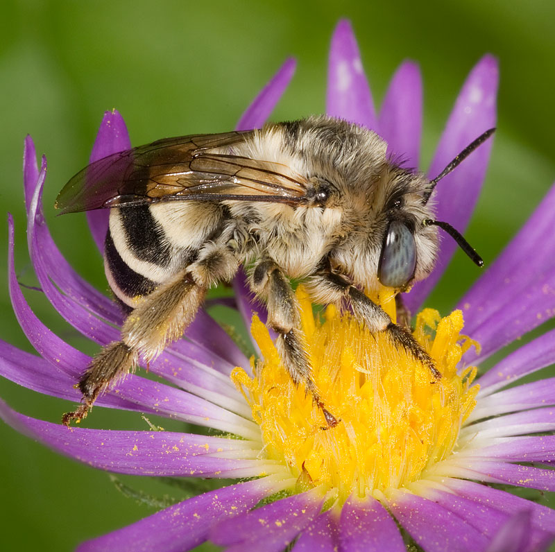 UAIC1135096_19100001CopyrightCharlesWMelton