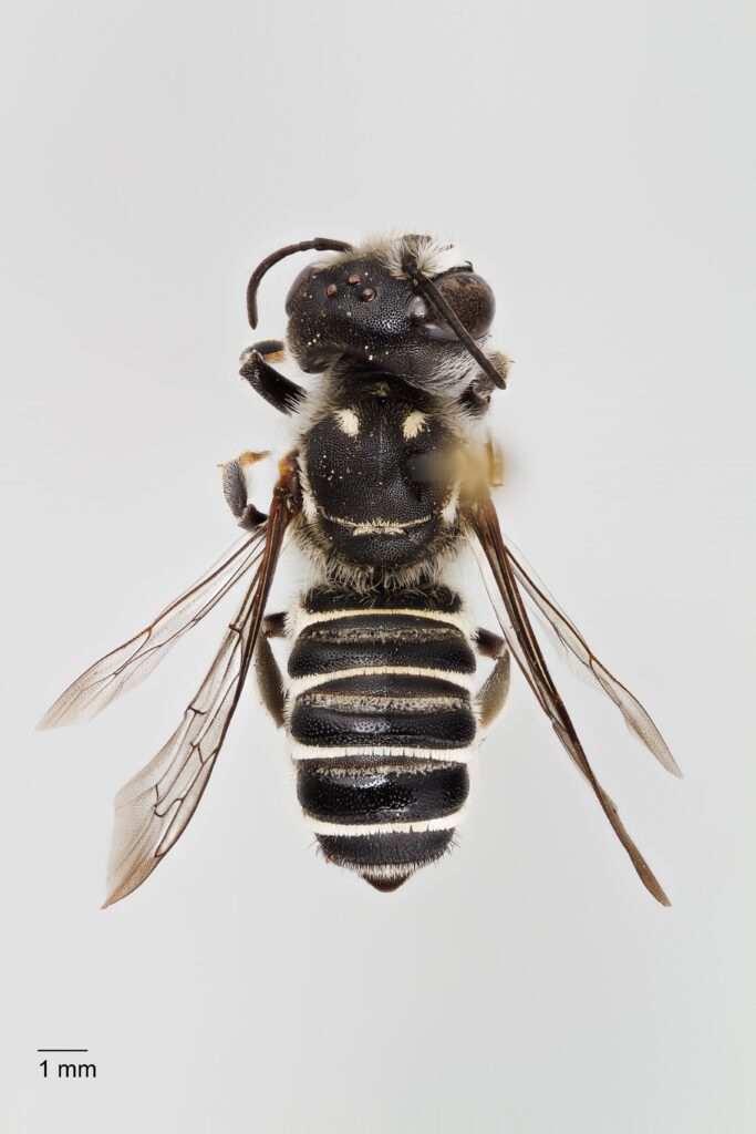 UAIC1138056_Female_Dorsal_65mm_1x