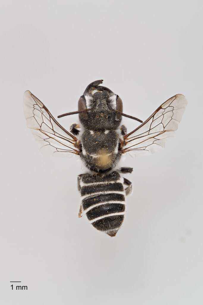 UAIC1138058_Female_Dorsal_100mm_1-1.5