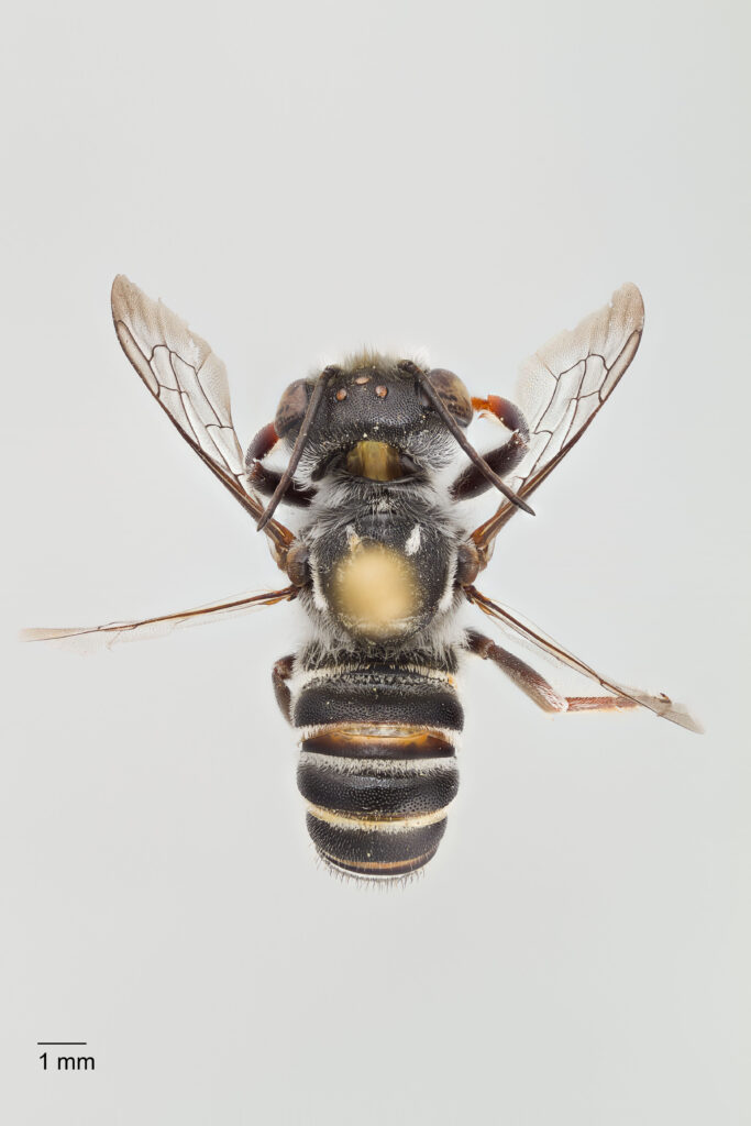 UAIC1138059_Male_Dorsal_65mm_1x