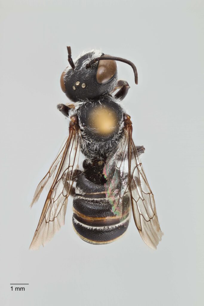 UAIC1138060_Male_Dorsal_65mm_1.5x