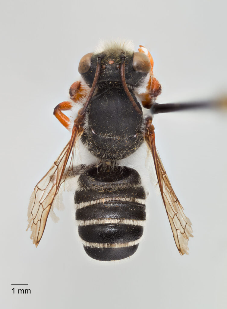 UAIC1138061_Male_Dorsal_65mm_1x