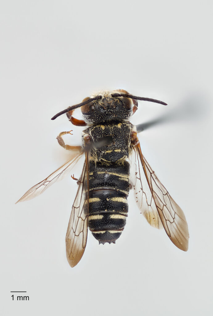 UAIC1138063_Male_Dorsal_65mm_1x