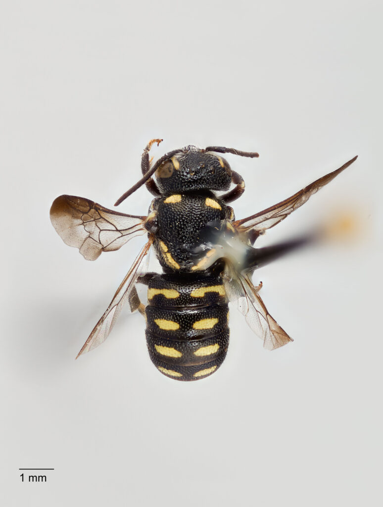 UAIC1138064_Male_Dorsal_65mm_1.5x