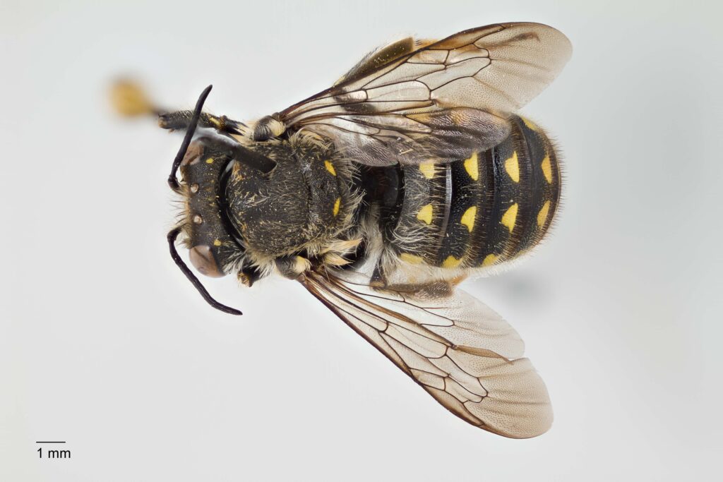 UAIC1138066_Male_Dorsal_65mm_1x