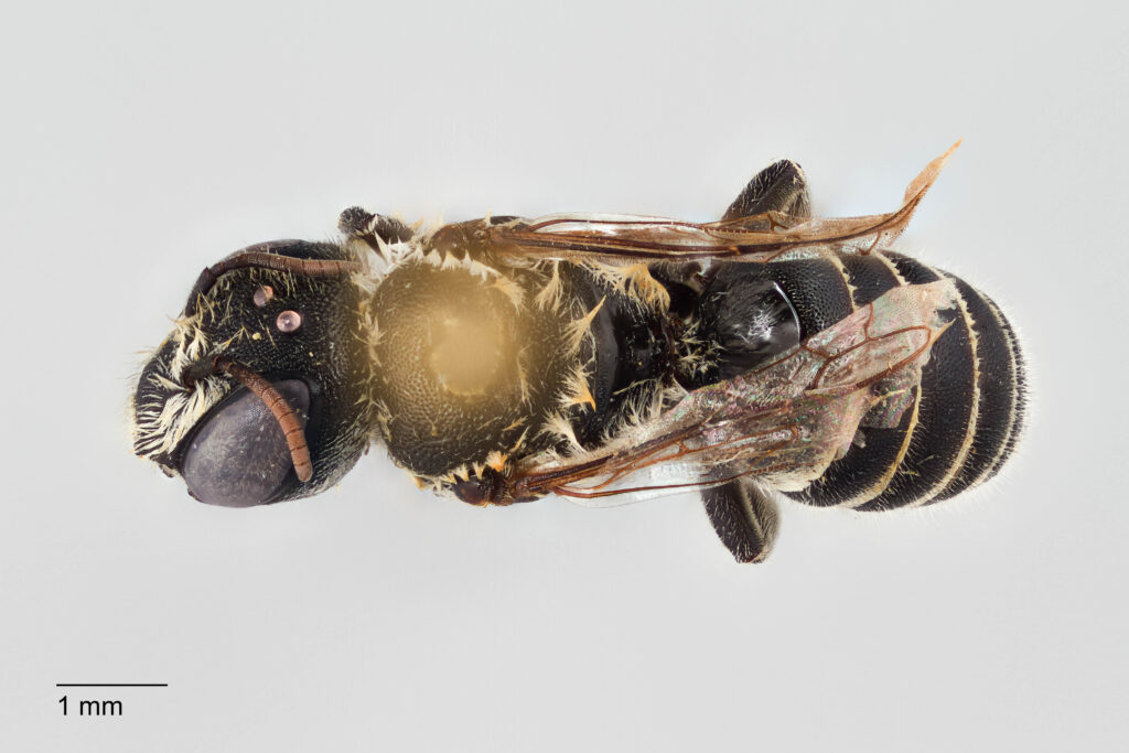 UAIC1138067_Female_Dorsal_65mm_2x