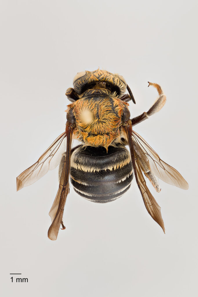 UAIC1138068_Female_Dorsal_100mm_1-1.5