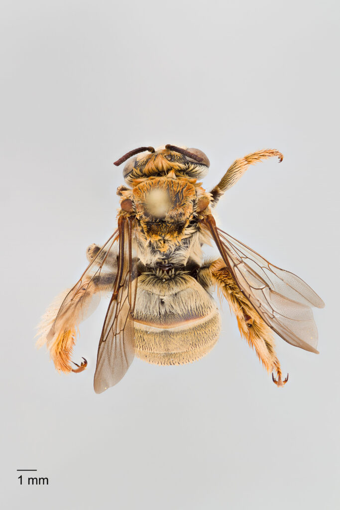 UAIC1138070_Female_Dorsal_100mm_1-1.5