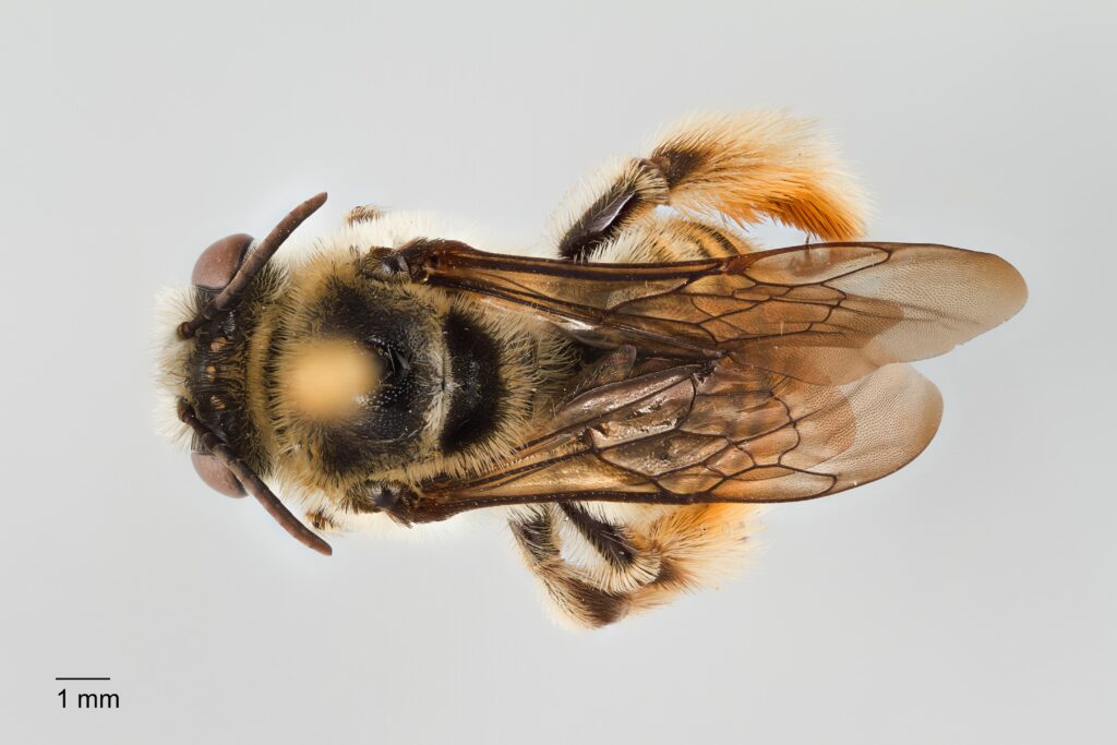 UAIC1138071_Male_Dorsal_65mm_1x