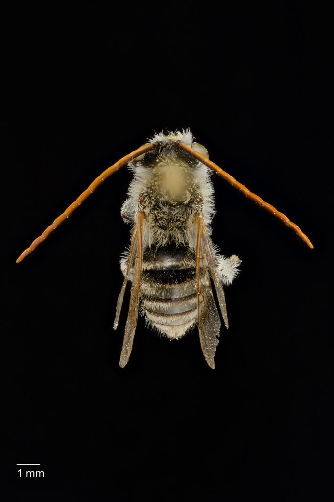 UAIC1138072_Male_Dorsal_65mm_1x