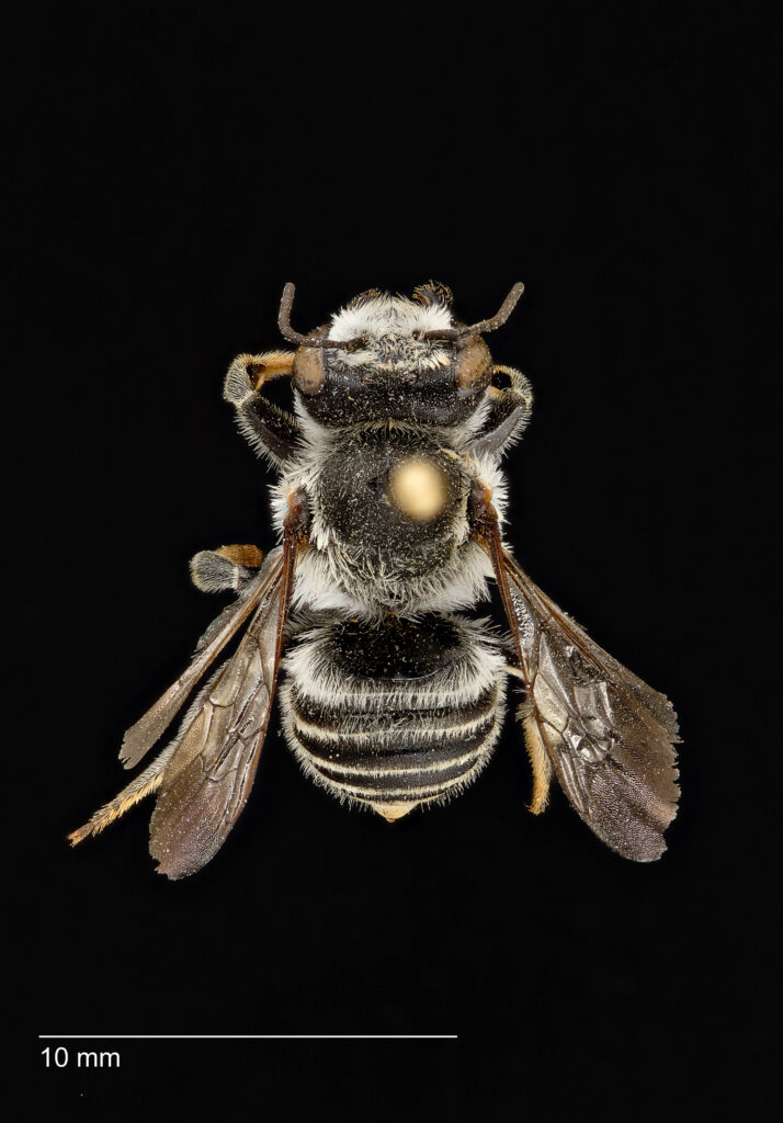 UAIC1138073_Female_Dorsal_100mm_1-1.5