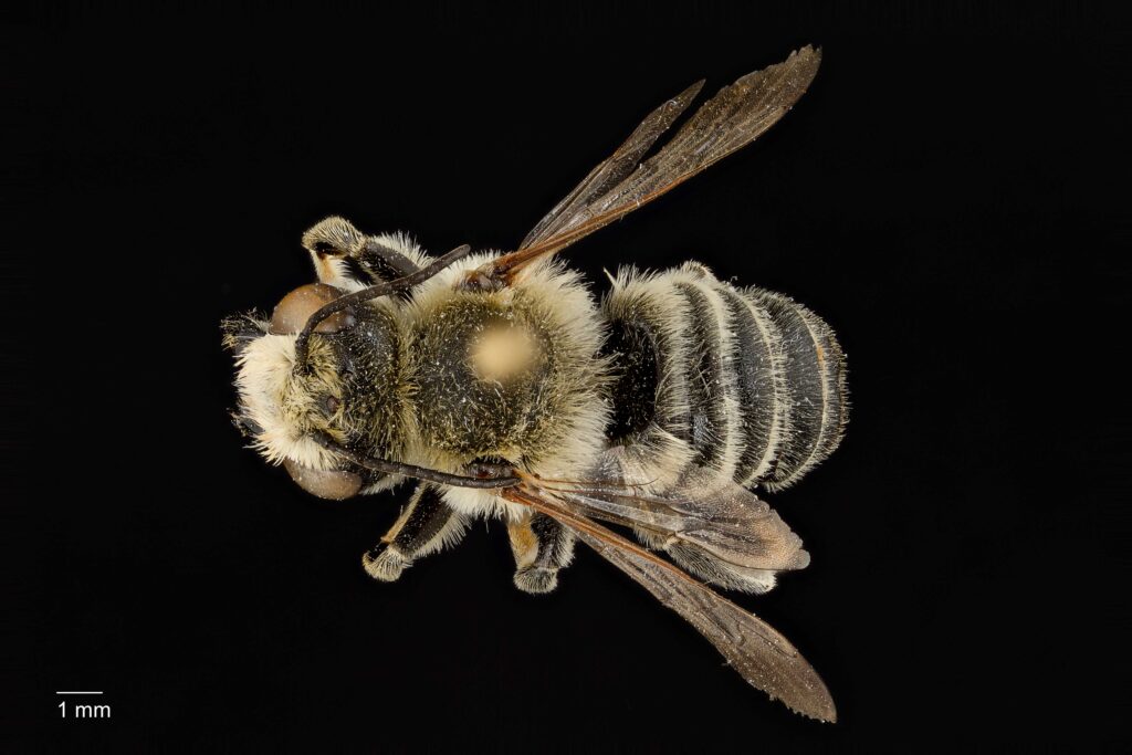 UAIC1138074_Male_Dorsal_65mm_1x