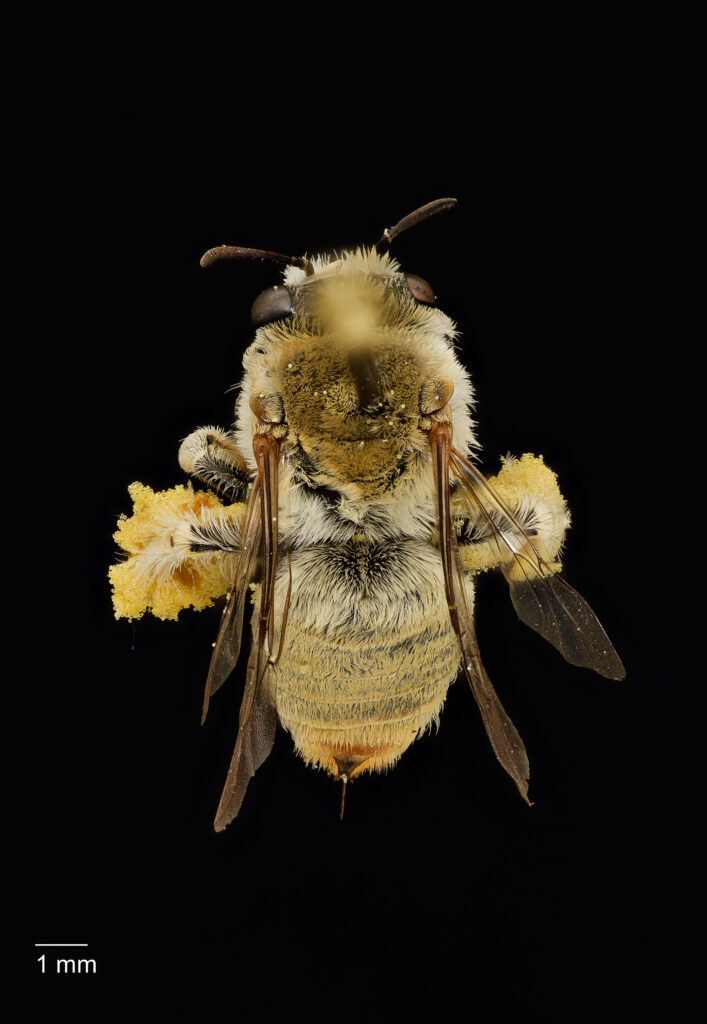 UAIC1138075_Female_Dorsal_65mm_1x