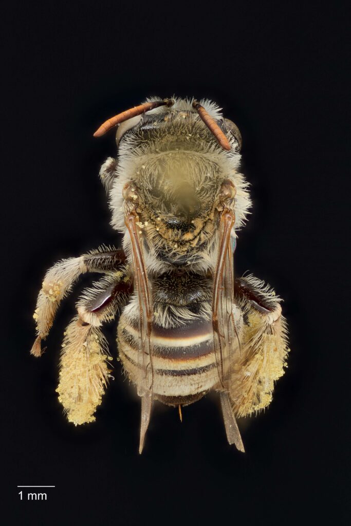 UAIC1138076_Female_Dorsal_65mm_1.5x