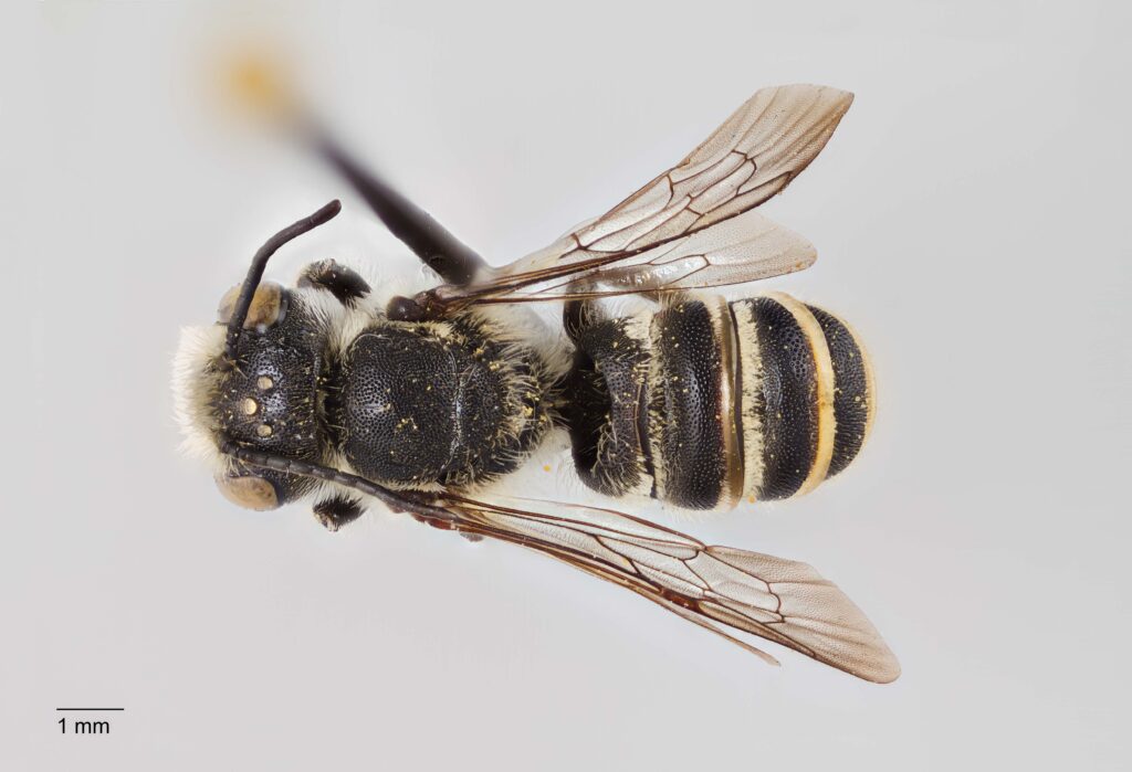 UAIC1138078_Male_Dorsal_65mm_1.5x