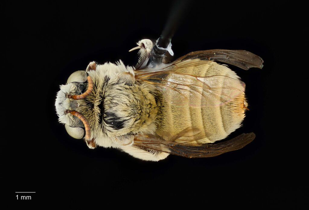 UAIC1138079_Female_Dorsal_65mm_1.5x