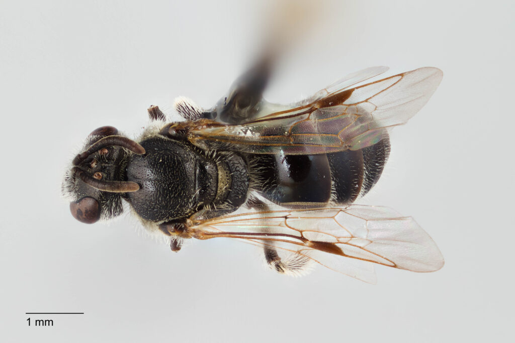 UAIC1138080_Female_Dorsal_65mm_2.5x