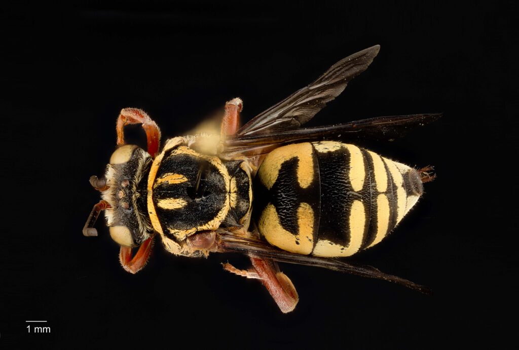 UAIC1138082_Female_Dorsal_65mm_1x