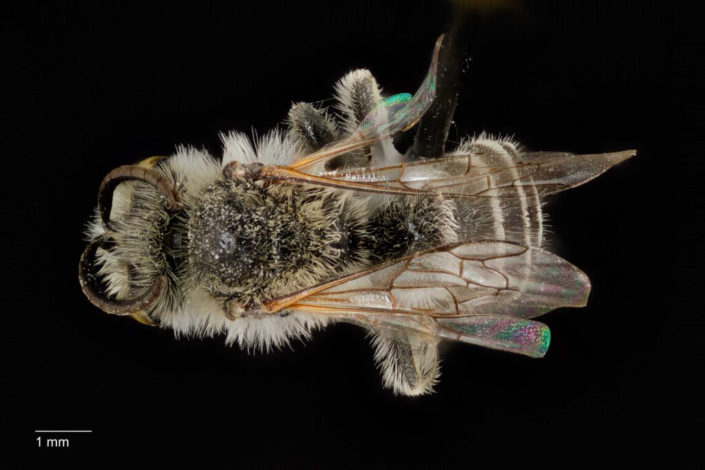 UAIC1138084_Female_Dorsal_65mm_2x