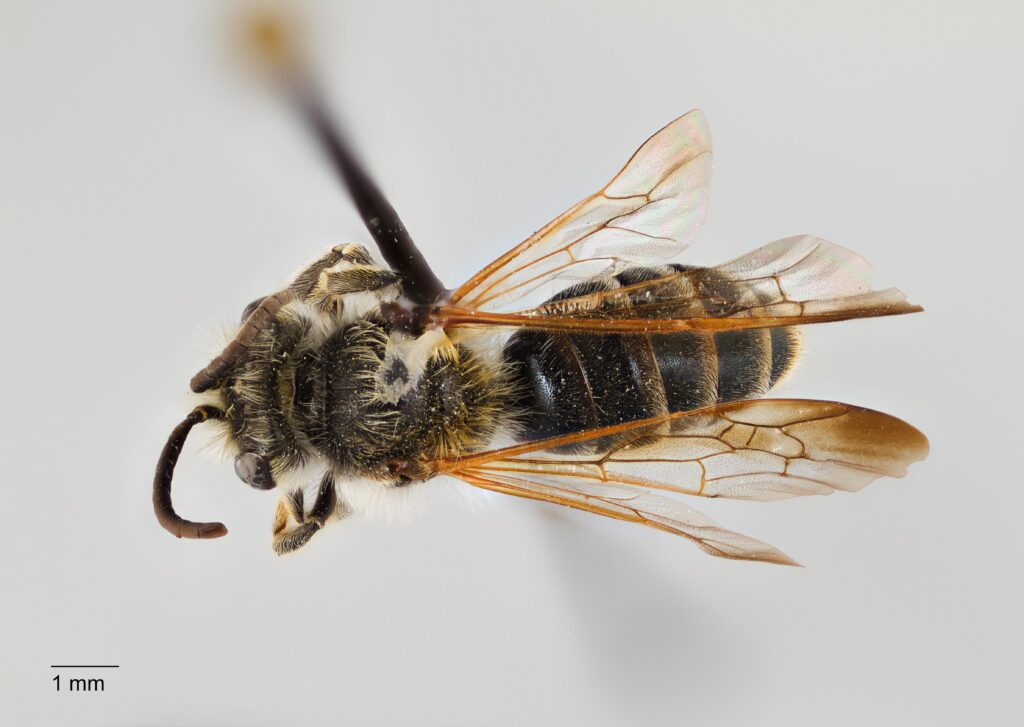 UAIC1138085_Male_Dorsal_65mm_1.5x