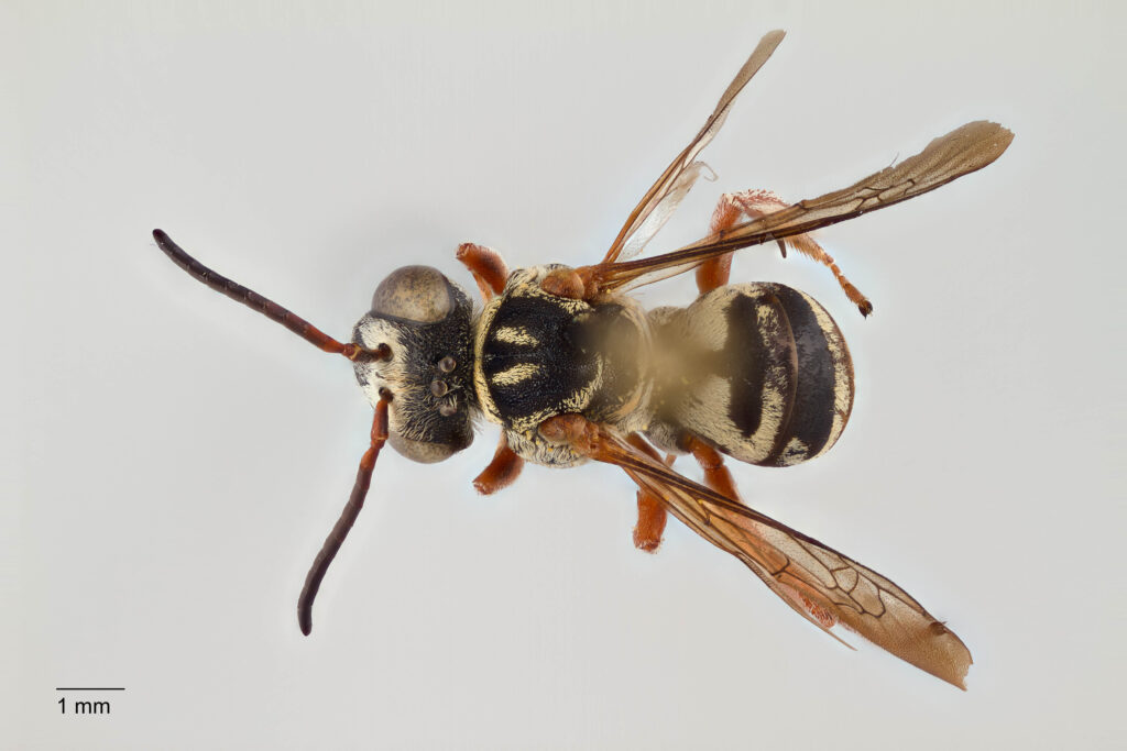 UAIC1138086_Male_Dorsal_65mm_1.5x