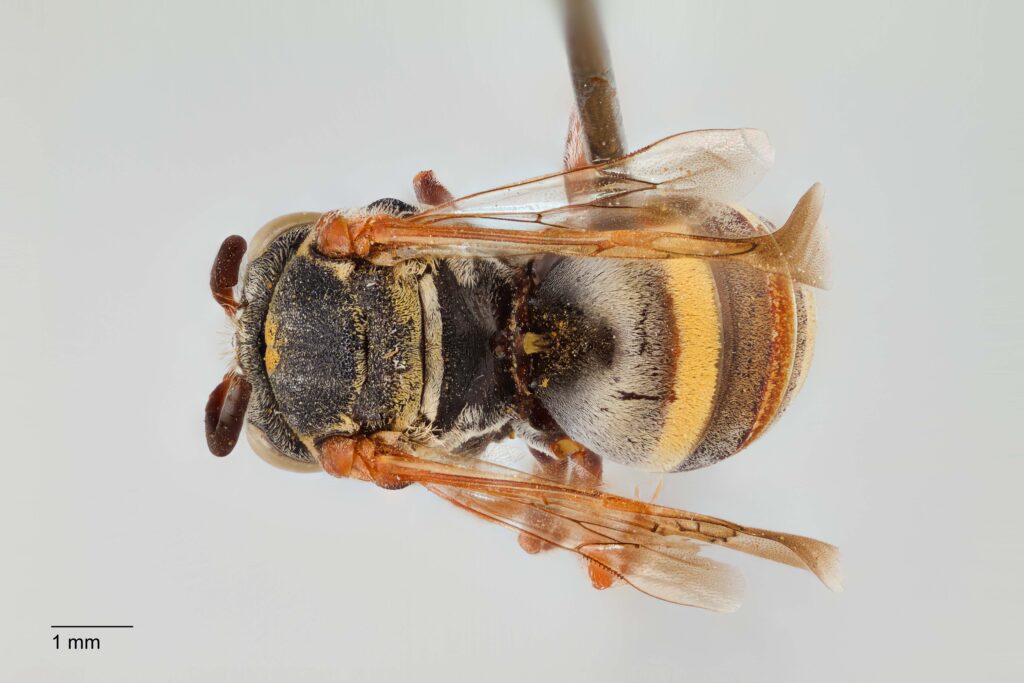 UAIC1138087_Female_Dorsal_65mm_2x