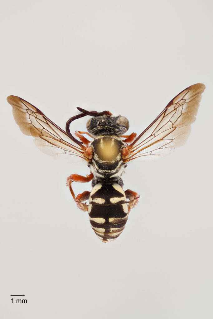 UAIC1138089_Male_Dorsal_65mm_1x