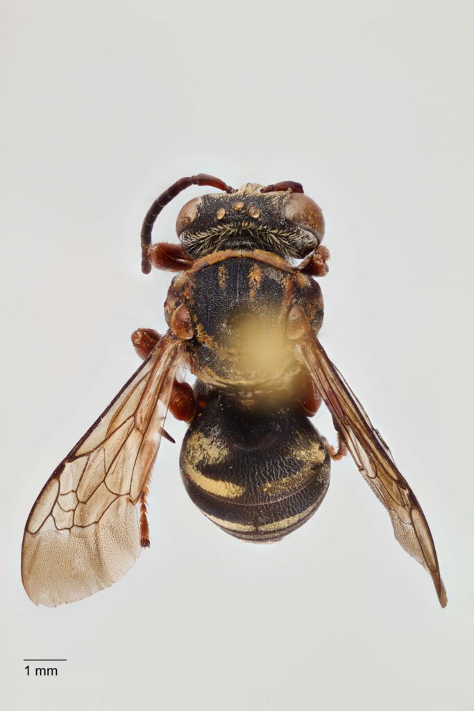 UAIC1138090_Female_Dorsal_65mm_1.5x