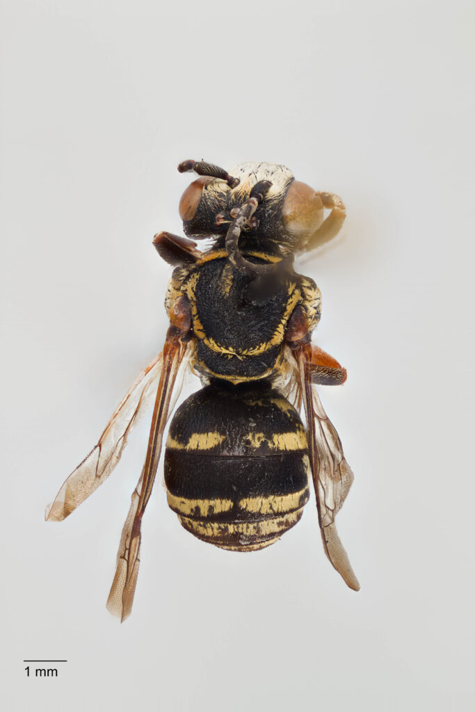 UAIC1138092_Dorsal_65mm_1.5x