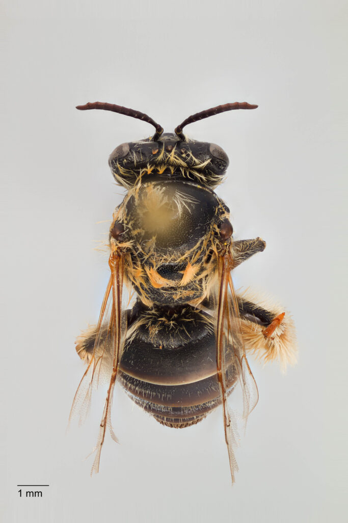 UAIC1138093_Female_Dorsal_65mm_1.5x