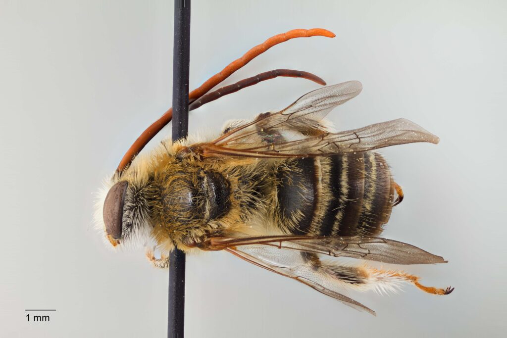 UAIC1138094_Male_Dorsal_65mm_1.5x