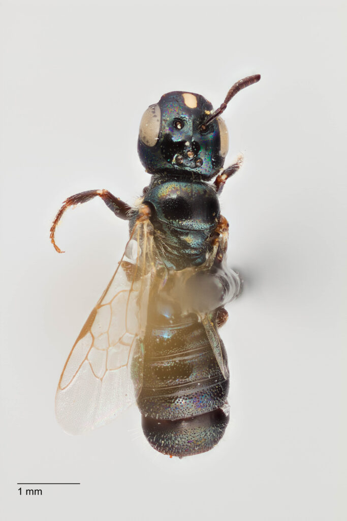 UAIC1138095_Female_Dorsal_65mm_3x