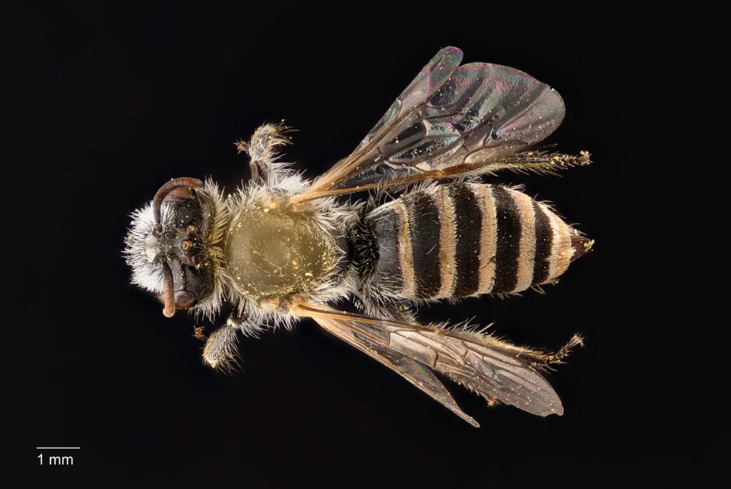 UAIC1138301_Dorsal_65mm_1.4x_1x