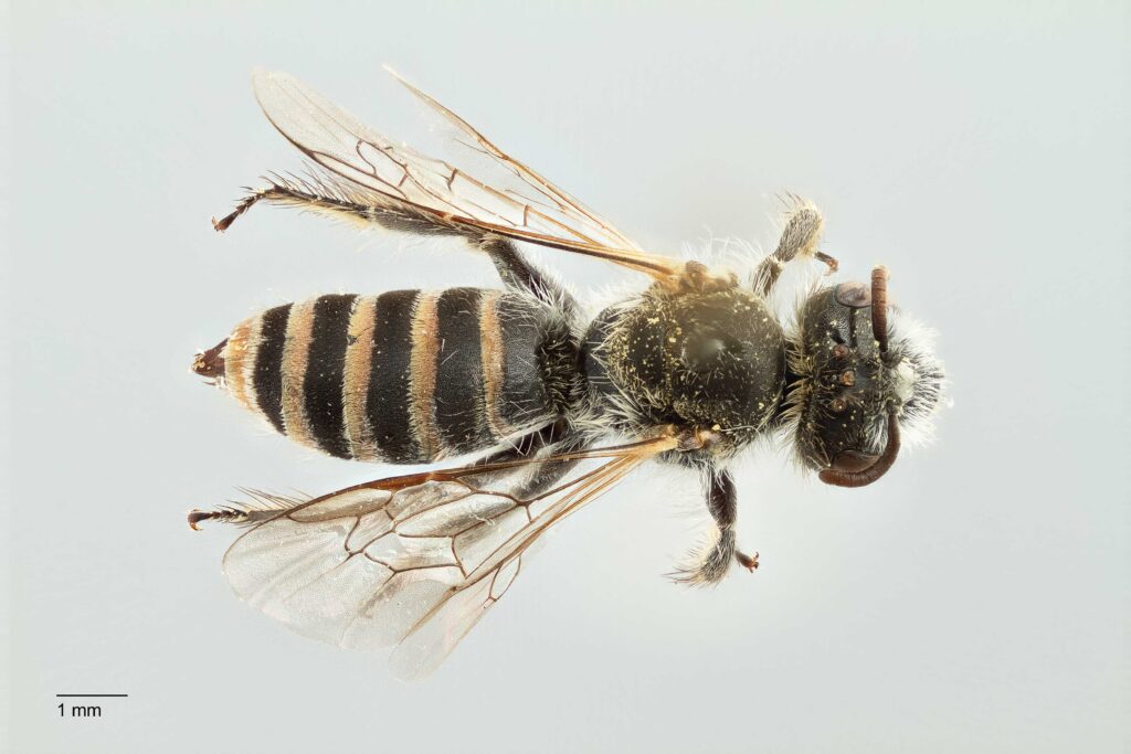 UAIC1138301_Dorsal_65mm_1.5x